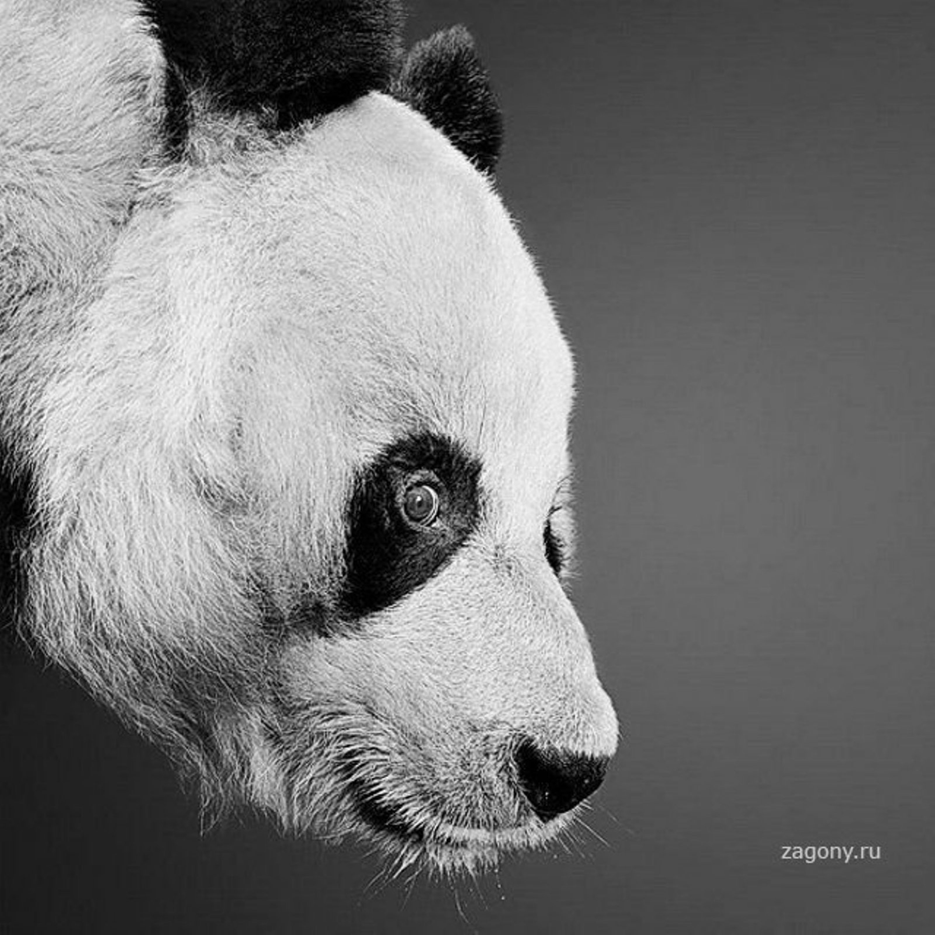 Черно белые звери. Черно белые животные. Морда панды. Чёрно-белая фотография. Панда черно белая.