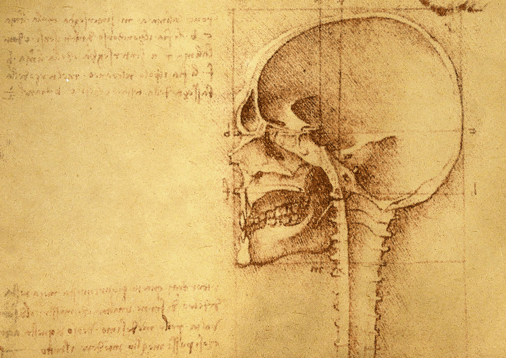 Фон Леонардо да Винчи анатомия