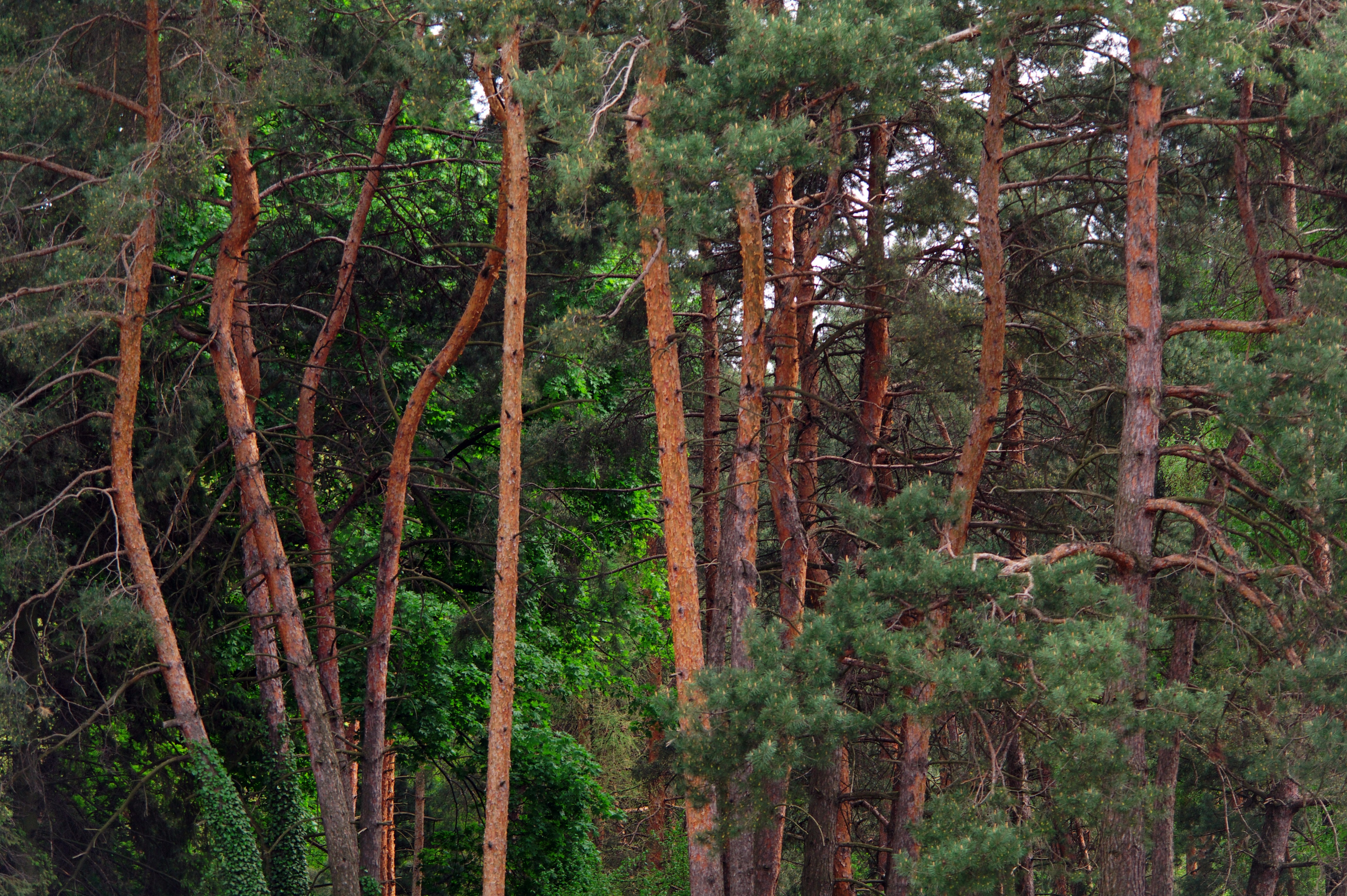 Хвойный ствол. Сосна обыкновенная Pinus. Елово Сосновый лес. Сосна обыкновенная габитус.