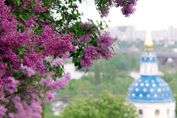 Национальный ботанический сад им. Н. Н. Гришко НАН Украины (21 фото)
