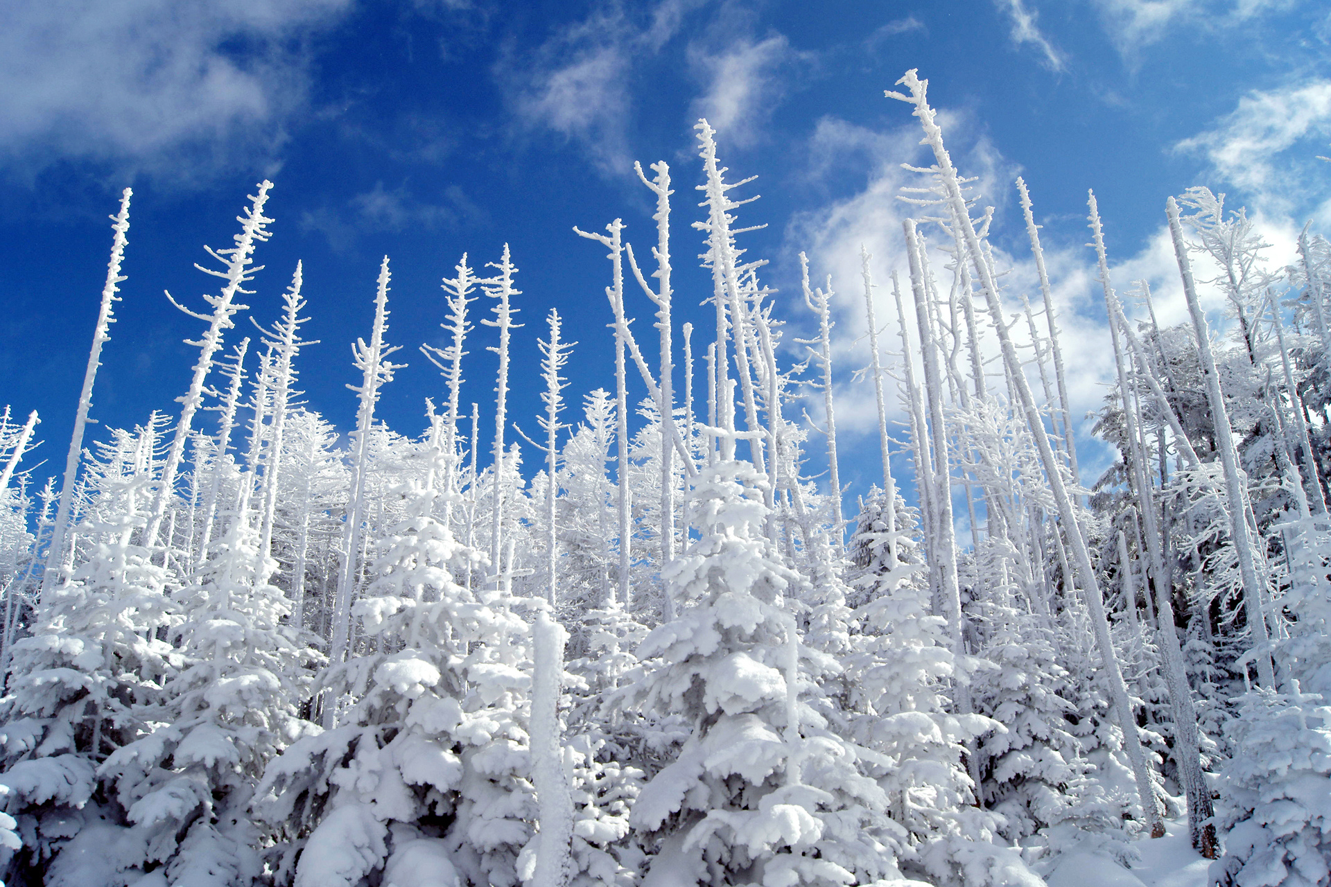 Снег способный. Зимняя природа. Зима снег. Зимний лес. Деревья в снегу.