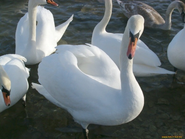 Фотоподбоpкa - Лебеди / Swans (189) (250 фото)