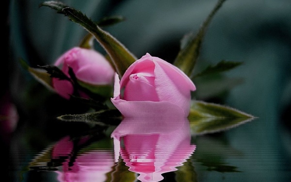 Roses & Water (51 фото)