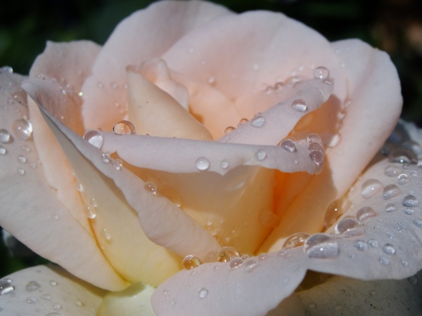 Roses & Water (51 фото)